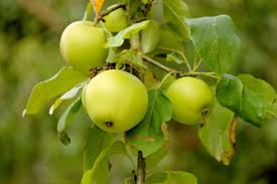 Green Apple