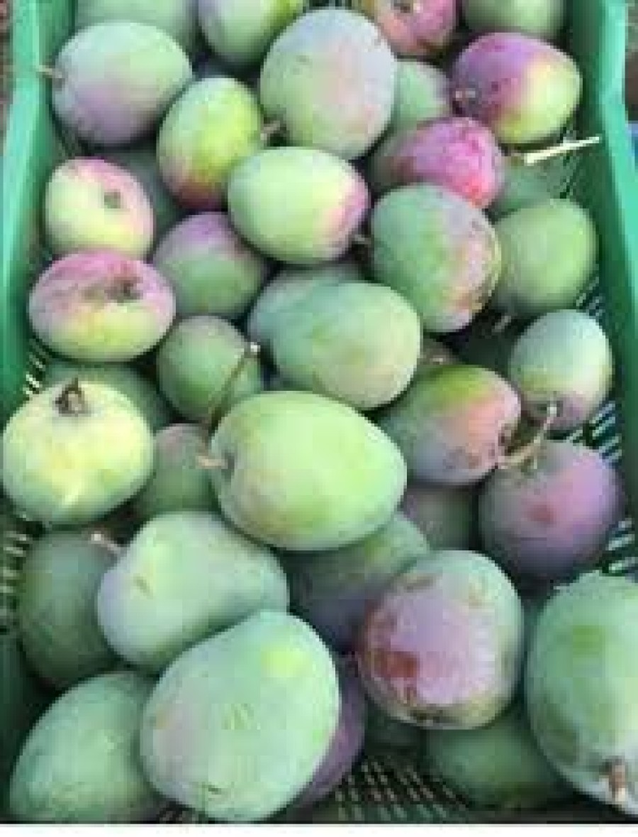 Malda mango